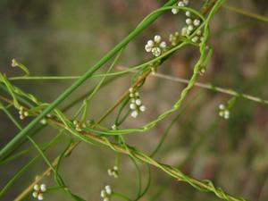 Cassytha glabella flower