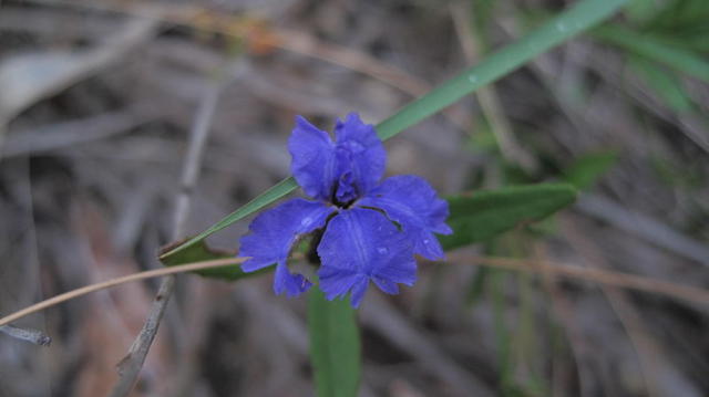 Dampiera stricta flower