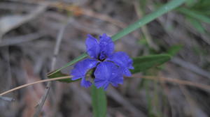 Dampiera stricta flower