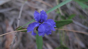 Dampiera stricta flower