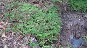 Adiantum aethiopicum - Maidenhair Fern