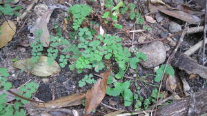 Adiantum aethiopicum