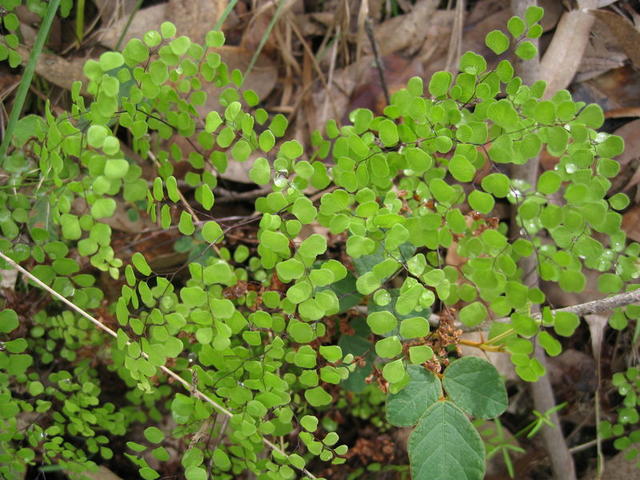 Adiantum aethiopicum 