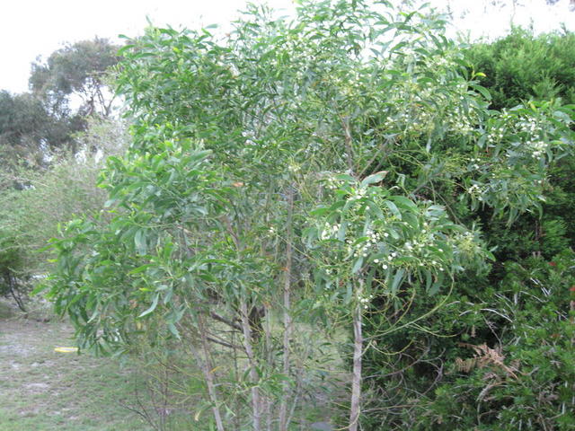 Acacia implexa habit