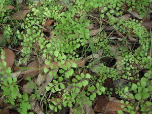 Adiantum aethiopicum 