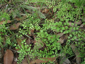 Adiantum aethiopicum