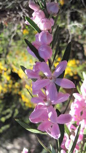 Eriostemon australasius flowers