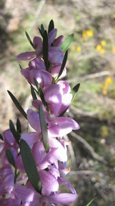 Eriostemon australasius flowers