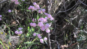 Eriostemon australasius flowers