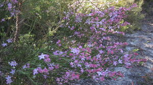 Eriostemon australasius mass flowering