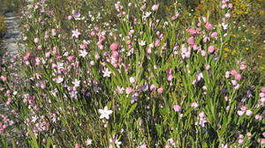 Eriostemon australasius flowers