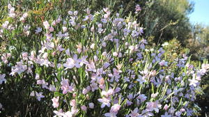 Eriostemon australasius flowers