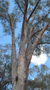 Eucalyptus piperita note typical peeling curled bark