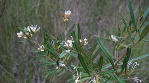 Grevillia linearifolia flowers