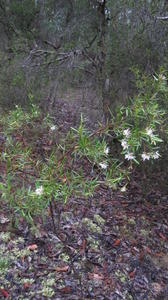 Grevillea linearifolia plant shape