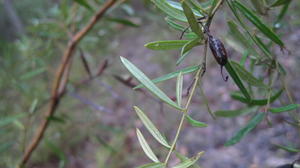 Grevillea linearifolia fruit capsule