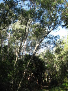 Acacia melanoxylon habit and habitat