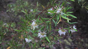 Grevillea linearifolia flowers