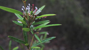 Grevillea linearifolia flower