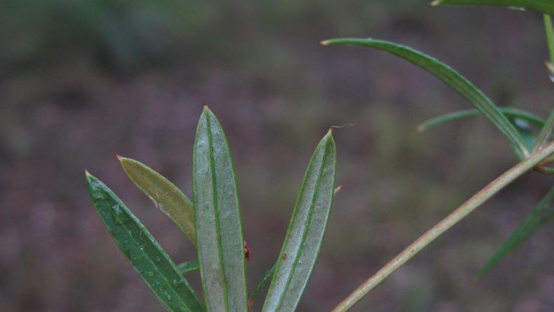 Grevillea linearifolia pale silky underside of leaf