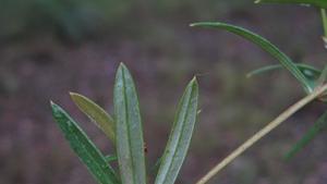 Grevillea linearifolia pale silky underside of leaf