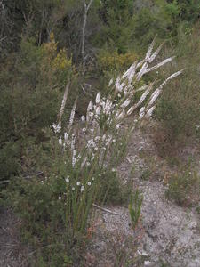 Epacris microphylla plant shape