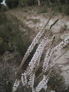 Epacris microphylla flower spike