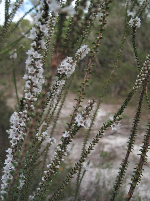 Epacris microphylla flowers