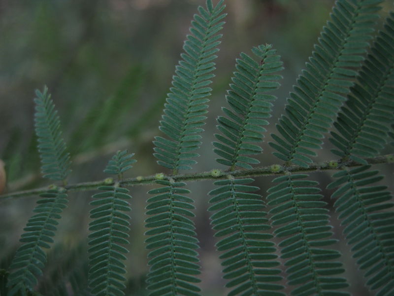 Acacia parramattensis glands