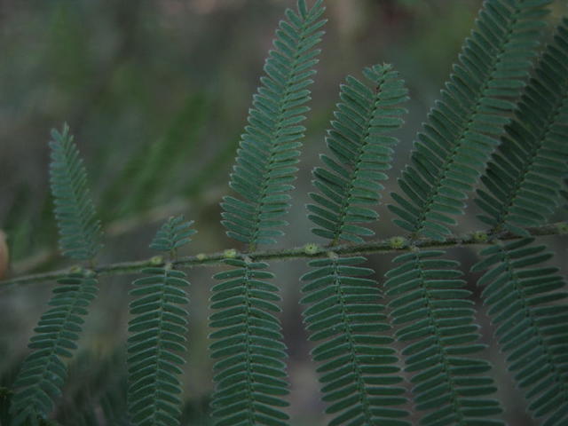 Acacia parramattensis glands