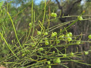 Leptomeria acida fruit