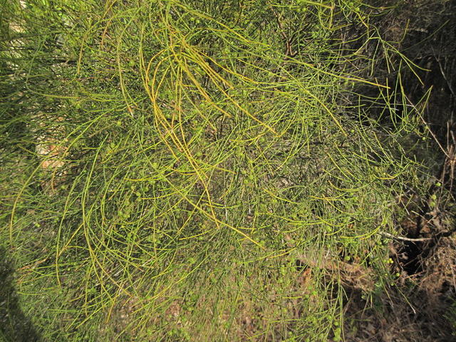 Leptomeria acida plant shape
