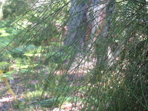 Leptomeria acida branches leafless stems