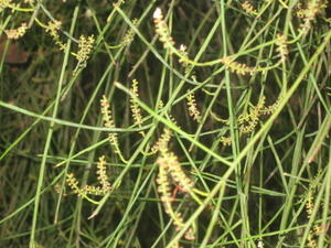 Leptomeria acida buds buds