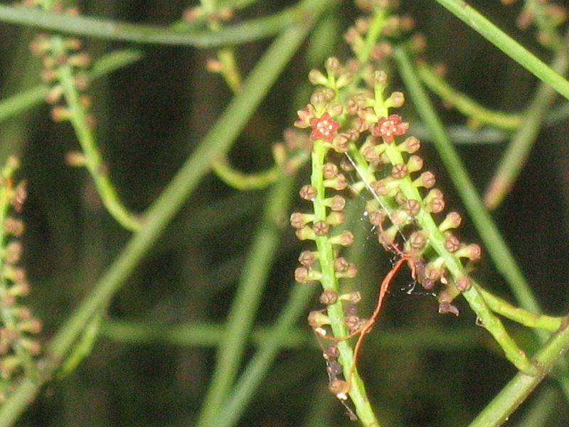 Leptomeria acida flowers