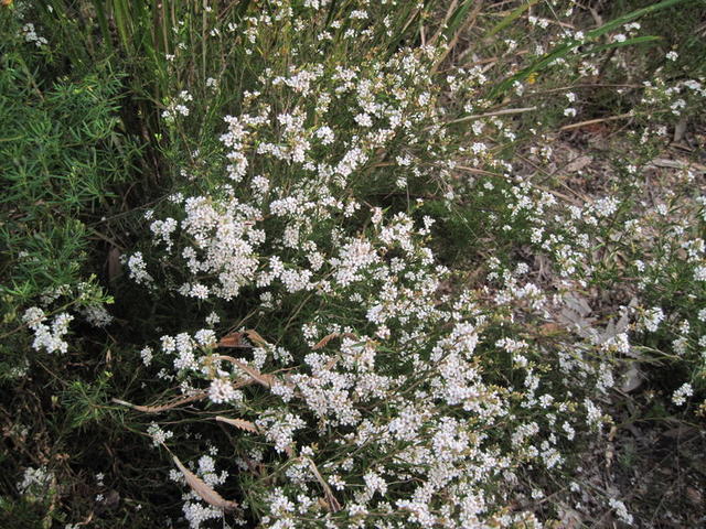 Leucopogon virgatus plant shape