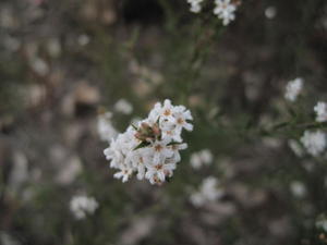 Leucopogon virgatus flowers