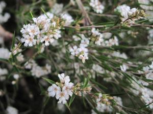 Leucopogon virgatus flowers