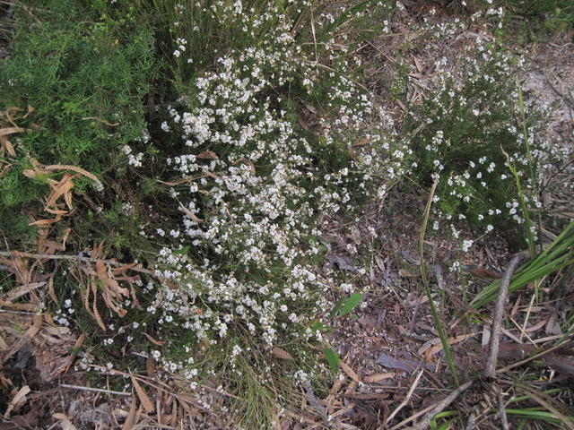Leucopogon virgatus plant shape