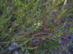 Olax stricta buds