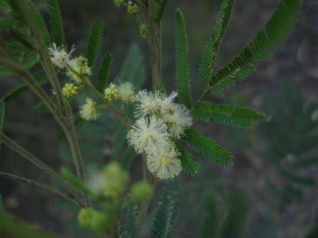 Acacia parramattensis flowers