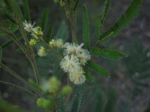 Acacia parramattensis flowers