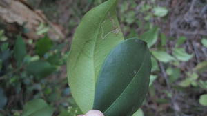 Acmena smithii paler underside of leaf