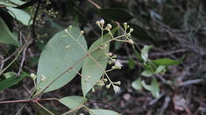 Acmena smithii flowers