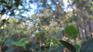 Acmena smithii flowers