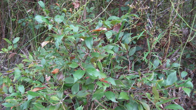 Acmena smithii compact plant shape