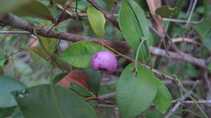 Acmena smithii fruit