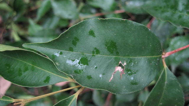 Acmena smithii leaf shape