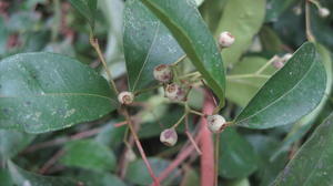 Acmena smithii immature fruit