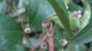 Acmena smithii immature fruit